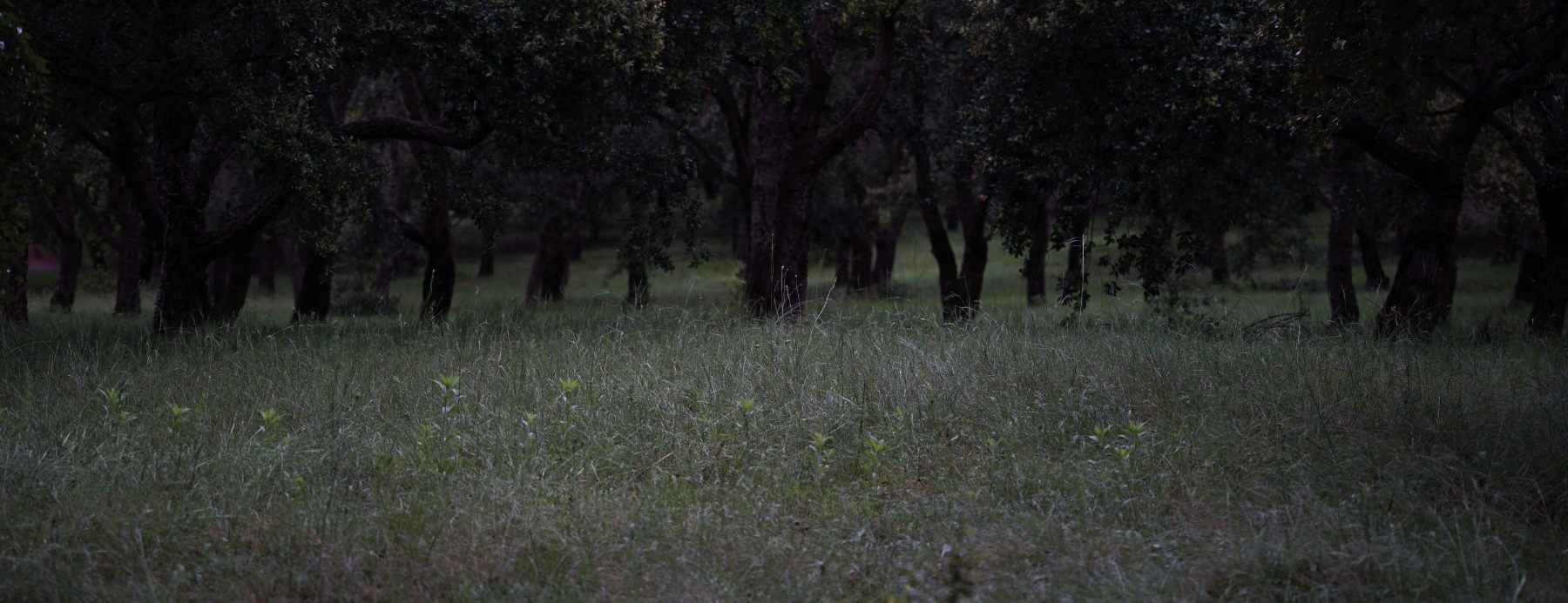 Cork oaks in rain, dark and green