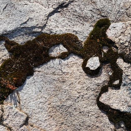 Moss veining across granite