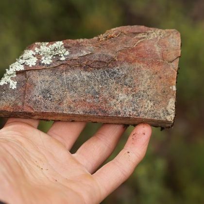 A hand holding a piece of lichen-covered slate
