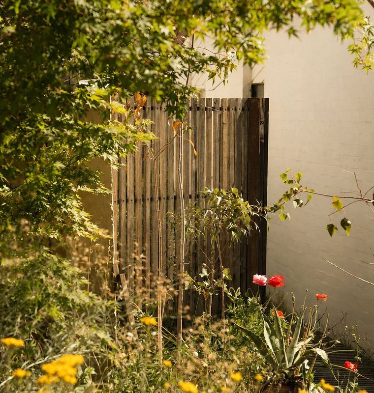 A garden threshold — timber fence, Japanese maple and self-seeded poppies