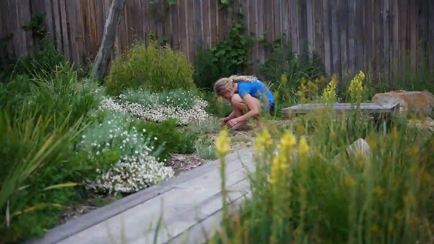 Wildflower Boardwalk — Forrest, Canberra