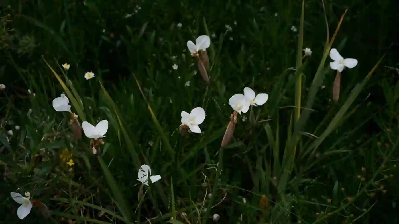 Wildflower Boardwalk — Forrest, Canberra
